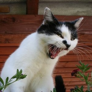 cat that is angry