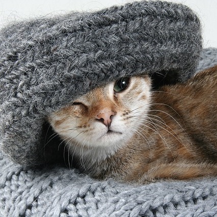 cat in sweater
