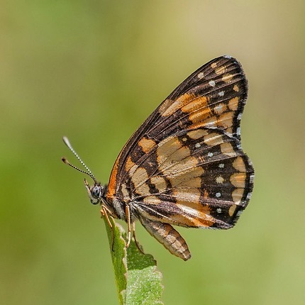 image of a butterfly